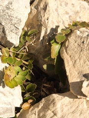 Gingidia haematitica