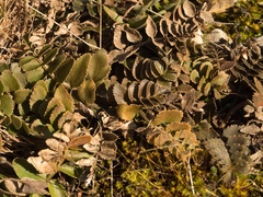 Gingidia haematitica