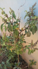 Basilicum polystachyon