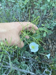 Ipomoea tenuiloba