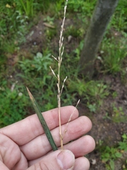 Glyceria notata