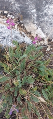 Oxytropis coerulea