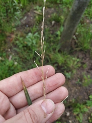 Glyceria notata