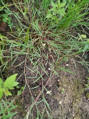 Glyceria notata