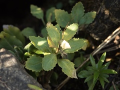 Senecio glaucophyllus