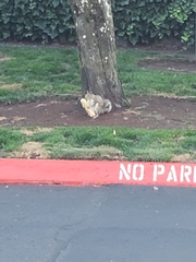 Sciurus carolinensis