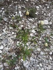 Cephalaria coriacea