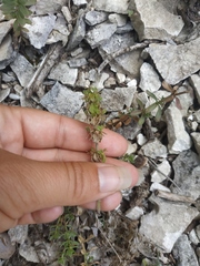 Cruciata taurica