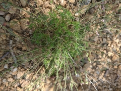 Asperula tenella