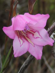 Gladiolus ornatus