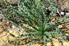 Gethyllis undulata