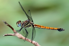 Cannaphila insularis