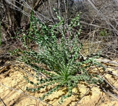 Gethyllis undulata