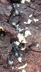 Camponotus niveosetosus