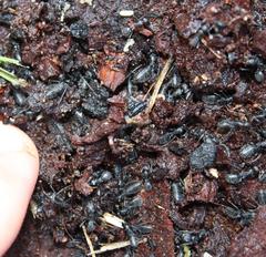Camponotus niveosetosus