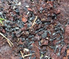 Camponotus niveosetosus