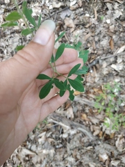 Chamaecytisus ruthenicus