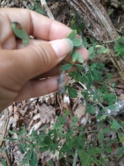 Chamaecytisus ruthenicus