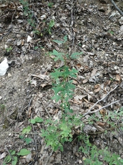 Chamaecytisus ruthenicus