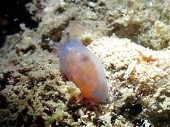 Dendrodoris nigra