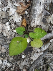 Viola alba dehnhardtii