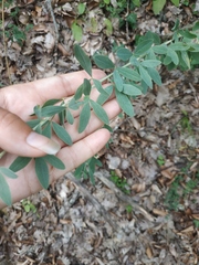 Chamaecytisus ruthenicus