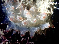 Stichopus