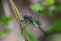 Cannaphila insularis