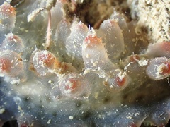 Stichopus