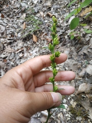 Solidago virgaurea taurica
