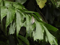 Polyura schreiber