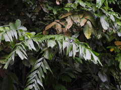 Polyura schreiber