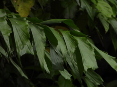 Polyura schreiber