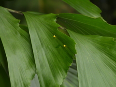 Polyura schreiber