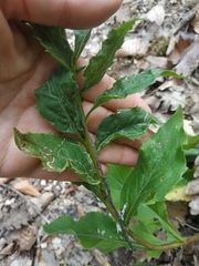 Solidago virgaurea taurica