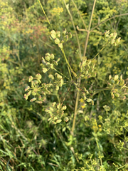 Pastinaca sativa