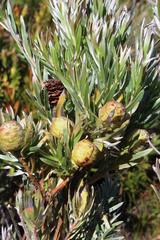 Leucadendron floridum