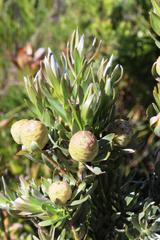 Leucadendron floridum