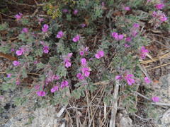 Indigofera glomerata