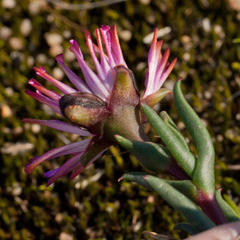Lampranthus filicaulis
