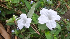 Ruellia foetida