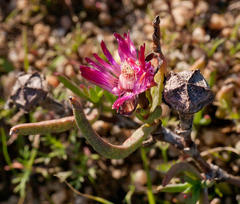 Lampranthus filicaulis