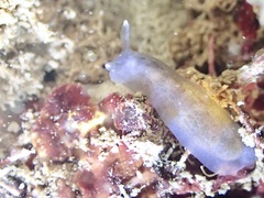 Dendrodoris nigra