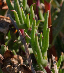 Lampranthus filicaulis