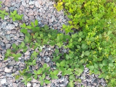 Rubus procerus