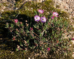 Lampranthus filicaulis