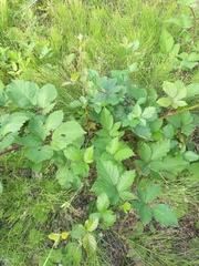 Rubus procerus