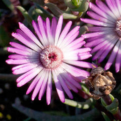 Lampranthus filicaulis