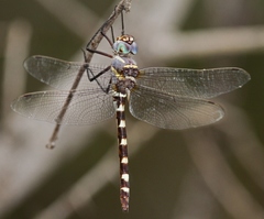 Macromia annulata