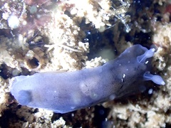 Dendrodoris nigra